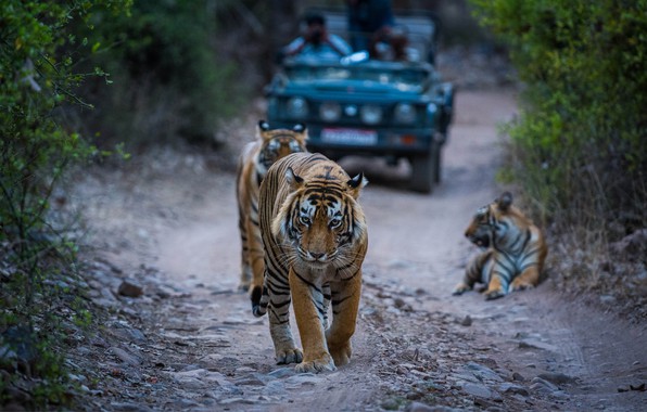 RANTHAMBORE TOUR PACKAGE