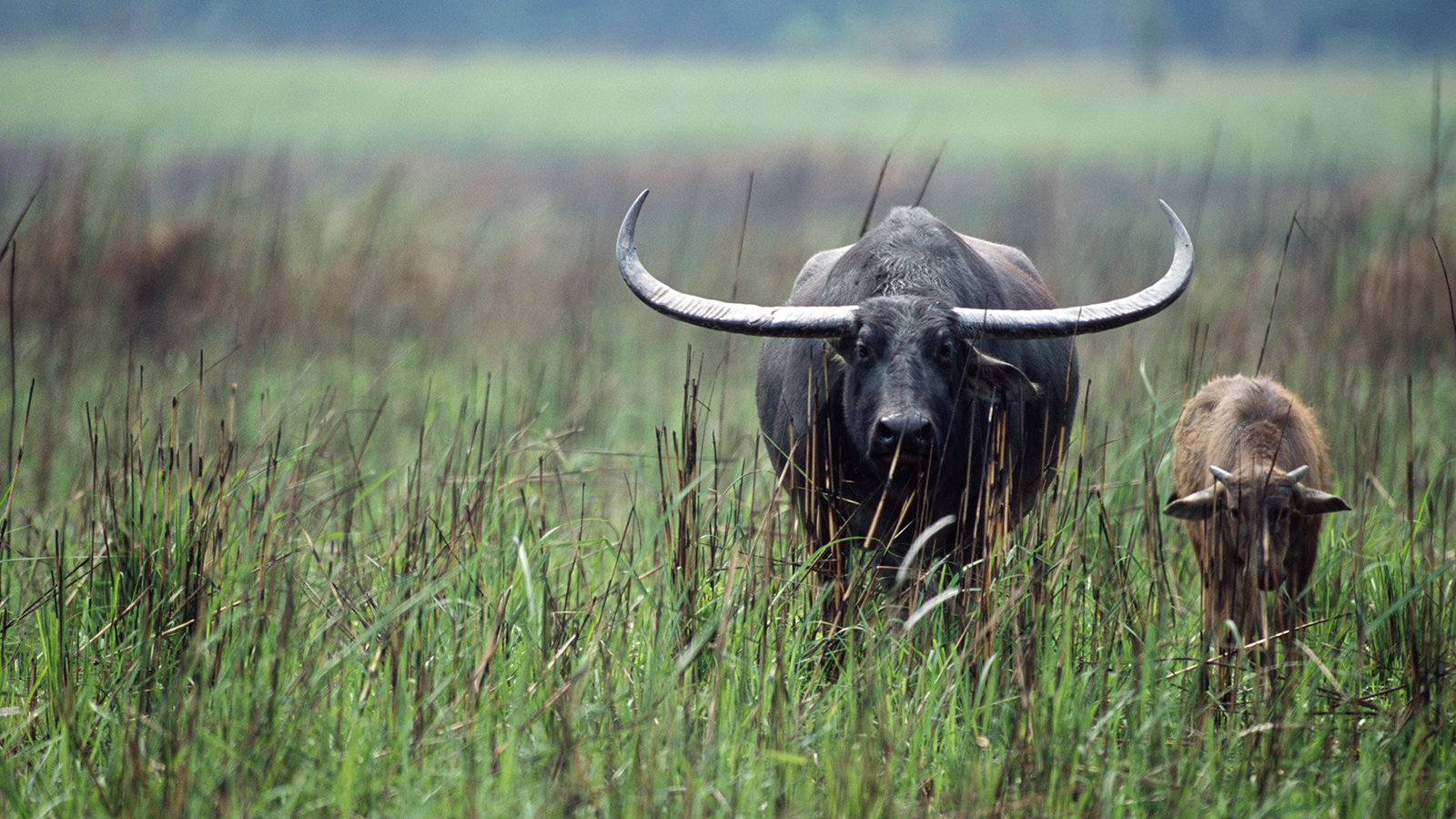 NORTH EAST PACKAGE KAZIRANGA NATIONAL PARK