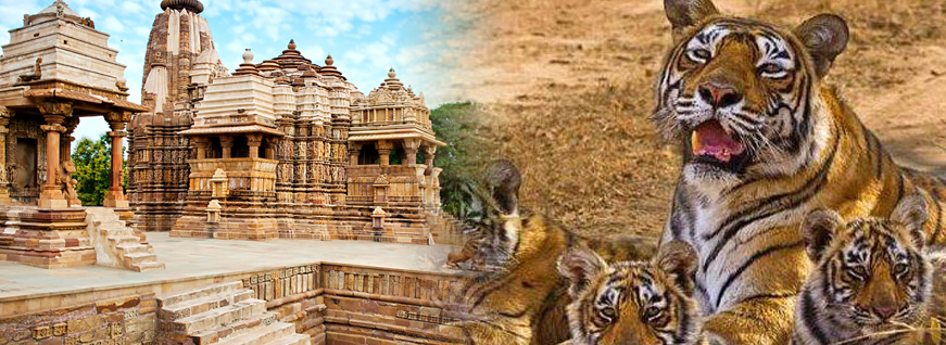 TIGER TOUR OF KHAJURAHO