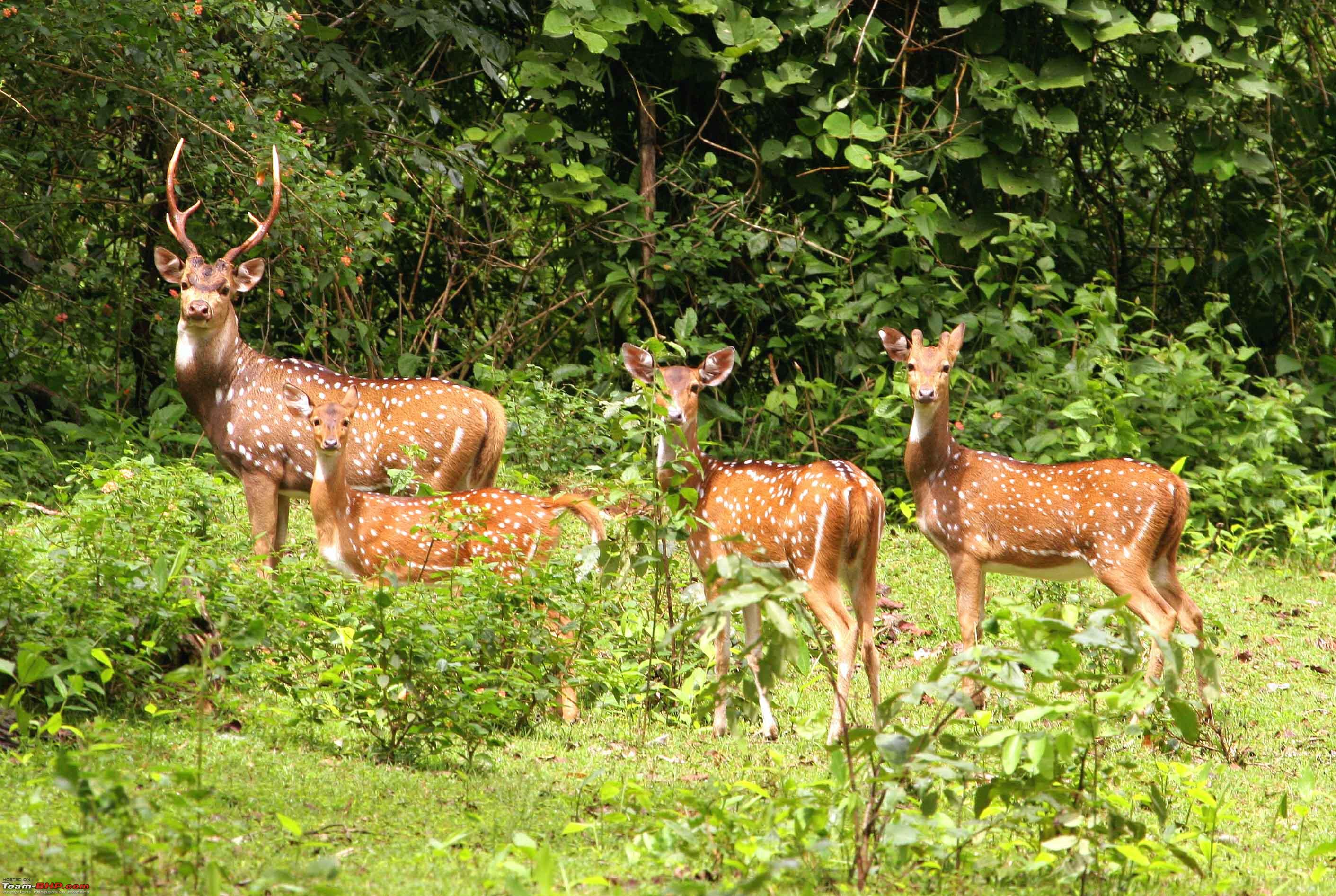 North - East India Honeymoon Tour Package