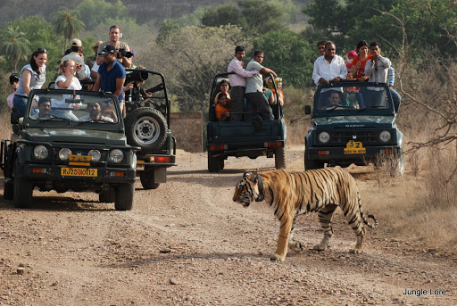 BHARATPUR SARISKA RANTHAMBORE 